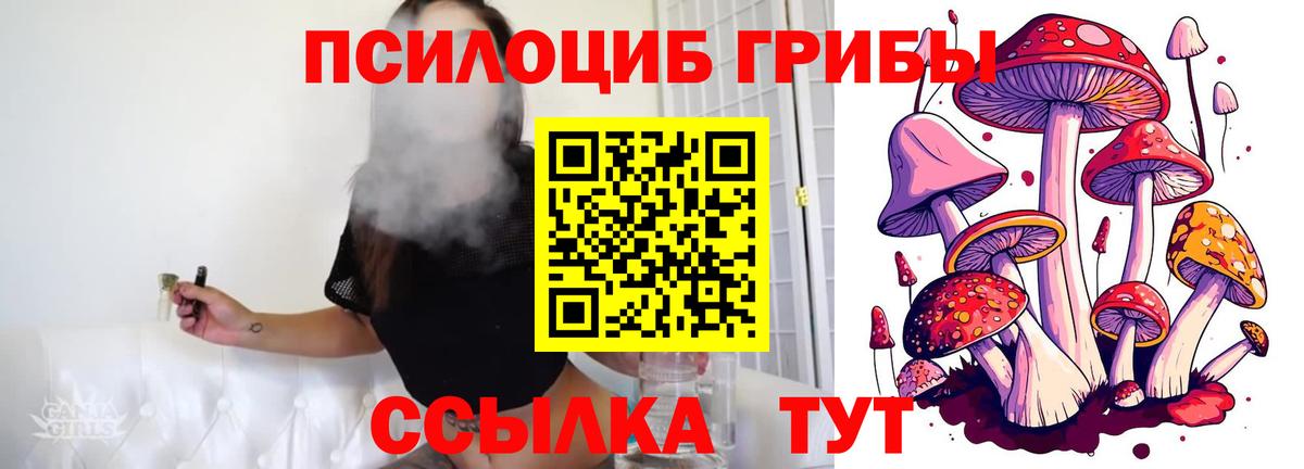 Псилоцибиновые грибы Psilocybe Елабуга